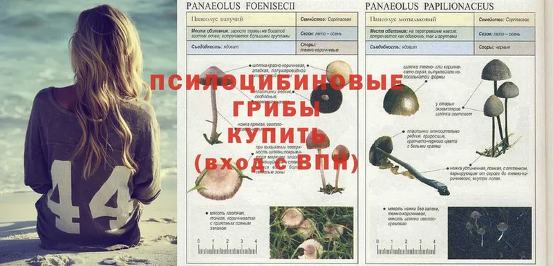 Псилоцибиновые грибы Psilocybe  Вичуга 